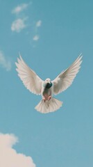 Fototapeta premium White Dove Soaring Through A Blue Sky