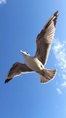 Obraz premium A Seagull Soaring Through A Clear Blue Sky