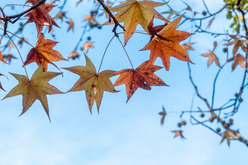 青空に淡い色が美しい晩秋の紅葉