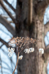 枯れても美しい冬のガクアジサイ