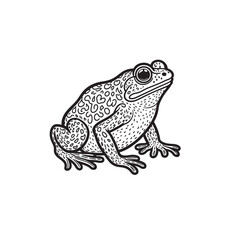 Amphibians are those animals on white background 
Frog, Crocodile, Alligator, Monitor lizard, Salamander, Toad, Newt, Iguana, Snake, Green dragon lizard, Snake