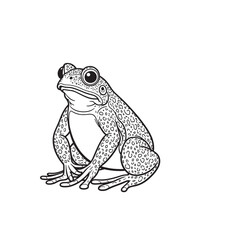 Amphibians are those animals on white background 
Frog, Crocodile, Alligator, Monitor lizard, Salamander, Toad, Newt, Iguana, Snake, Green dragon lizard, Snake