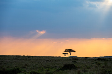 Naklejka premium Sunbeams though clouds onto savanna landscape in the late afternoon, in the Maasai Mara National Reserve, African wildlife adventure safari in Kenya 