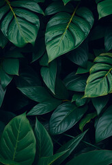 Obraz premium Abstract nature garden beauty background texture green jungle plant art dark leaves, retro style, with white tones