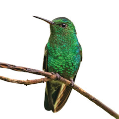Colibrí verde con azul posado sobre un tronco de árbol sobre fondo transparente © Brandon