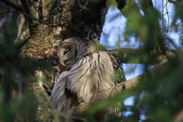 Barred Owl