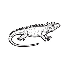 Amphibians are those animals on white background 
Frog, Crocodile, Alligator, Monitor lizard, Salamander, Toad, Newt, Iguana, Snake, Green dragon lizard, Snake