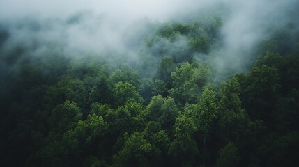 Misty forest aerial view, lush green canopy shrouded in fog.