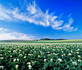 ジャガイモの花と雲（旭川市西神楽）
