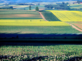 夏の丘（旭川市西神楽）