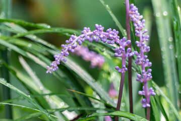 朝露に濡れた野原に紫のヤブラン
