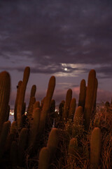 Moon betwenn cactus
