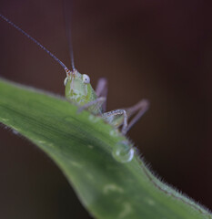 grasshopper on a leaf