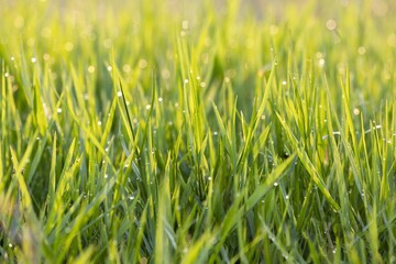 Sunlit grass adorned with dewdrops creates a tranquil moment in nature during early morning hours