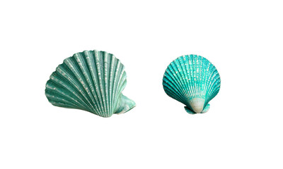 Seashell on white background
