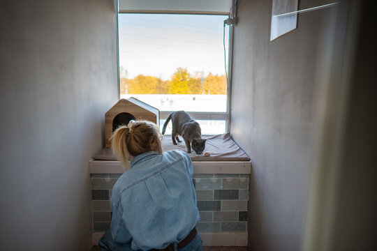Female staff member in animal hotel gently pets cat inside room, speaking softly, care for animal. Lack of vaccination, cat cannot go outside. She takes time to clean, comfort and bond with pet