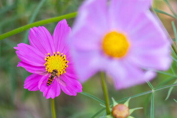 Fototapeta premium ピンクのきれいな花にやってきた虫