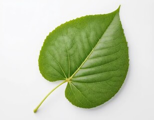 Obraz premium green leaf isolated on white background