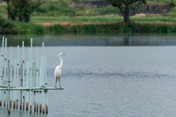 湖のサギ　アオサギ、シロサギ