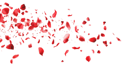 Red rose petals blowing in the air. Movement and natural flow with isolated against transparent background