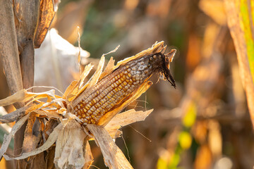 Corn is affected by fungal diseases. © ittipol