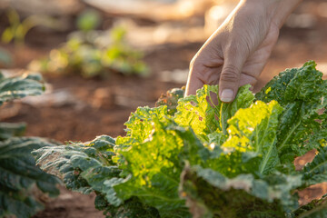 Quality control of vegetables with pests