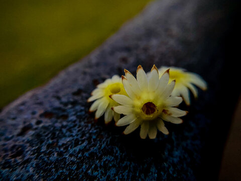 Asian bullet wood flower, Spanish Cherry Flower, Bakul Flower, Macro Photography
