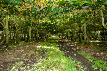 Kiwifruit growing in orchard with sun peeking through 