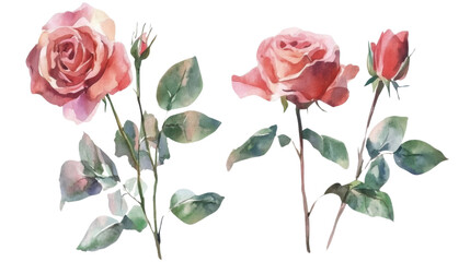 Fototapeta premium Rose arrangement, transparent background