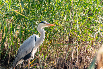 水辺にたたづむアオサギ