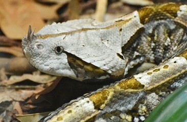 The Gaboon Viper (Bitis gabonica) is a venomous snake native to sub-Saharan Africa