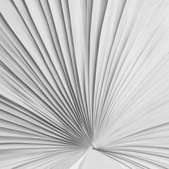 Symmetrical white palm leaf texture with abstract aesthetic, instagram social media content marketing