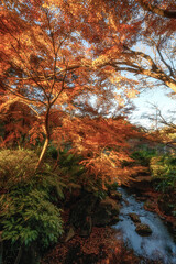 紅葉最盛期の成田山新勝寺
