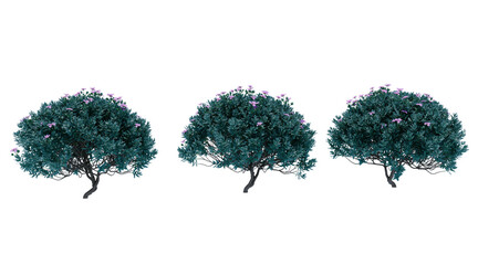 Texas sage flower bush on transparent background png. 3D rendering