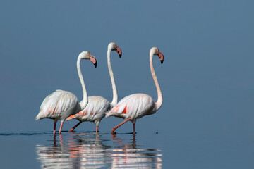 Exclusive Premium Shot: Flock of Great Flamingos in African Blue Lagoon, Luxury Wildlife Photography
