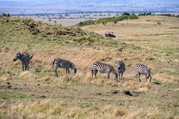 Wild zebras grazing on a dry hillside with safari vehicle in background, Maasai Mara National Reserve, African wildlife adventure safari in Kenya  © knelson20