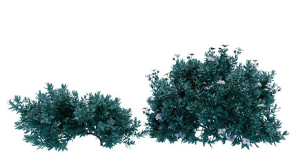 Texas sage flower bush on transparent background png. 3D rendering