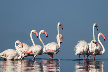 African wild birds. A flock of great flamingos on the blue lagoon against the bright sky