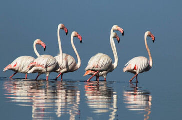 Exclusive Premium Shot: Flock of Great Flamingos in African Blue Lagoon, Luxury Wildlife Photography