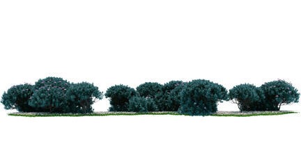 Texas sage flower bush on transparent background png. 3D rendering