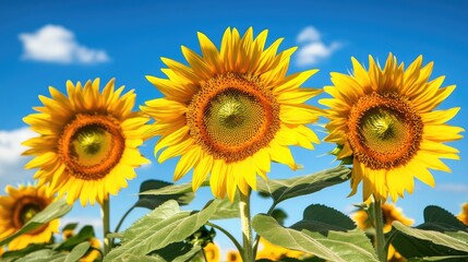 Obraz premium A vibrant field of sunflowers under a blue sky with fluffy clouds.
