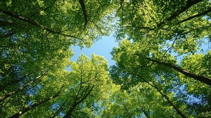 Fototapeta premium A forest scene from the ground, looking straight up at a canopy of green leaves and blue sky.