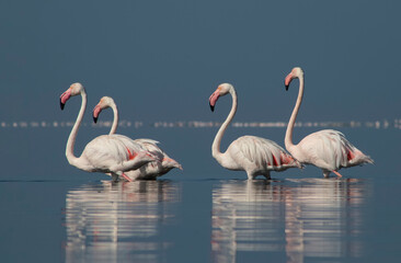 African wild birds. A flock of great flamingos on the blue lagoon against the bright sky
