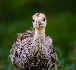 Closeup portrait of a young Turkey