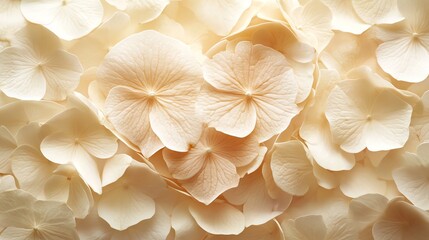 Delicate white flower petals creating a serene, elegant background.