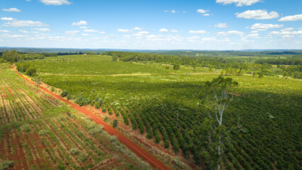 Beautiful field of yerba mate plantation in Argentina on a sunny day.