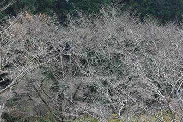 冬の白い桜の枝