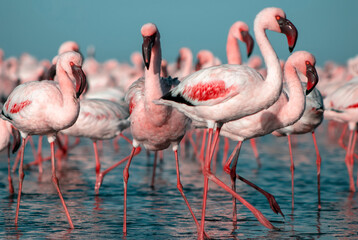 African wild birds. A flock of pink flamingos on the blue lagoon against the bright sky
