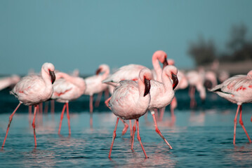 African wild birds. A flock of pink flamingos on the blue lagoon against the bright sky