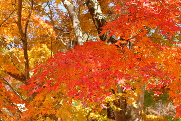始まりかけの紅葉